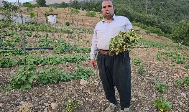 Çekirgeler üreticinin kabusu oldu