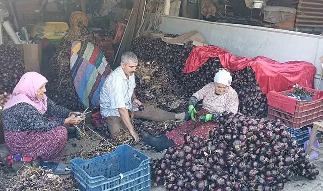 Coğrafi işaretli Kapıdağ mor soğanında hasat tamamlandı