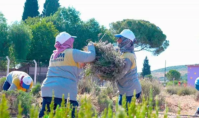 Didim Belediyesi Akköy Fidanlığı'nda lavanta hasadı gerçekleştirildi