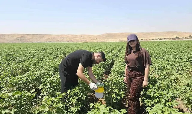Cizre'de pamuk tarlalarına "Feromon Tuzaklı" koruma