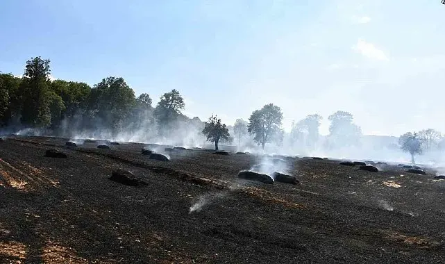 Samsun'da hasat sırasında yangın: Yaklaşık 300 dönüm buğday ekili alan hasar gördü