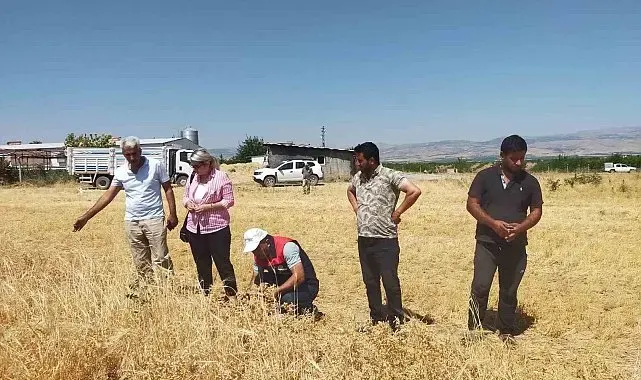 Malatya'da 500 ton nohut rekoltesi bekleniyor
