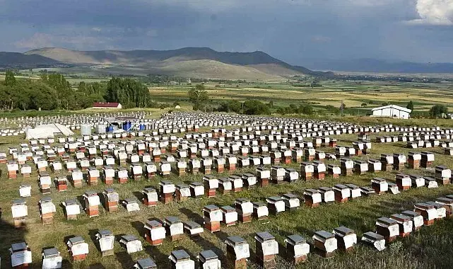 Ordulu arıcılardan ülke ekonomisine 7 milyar TL'lik katkı