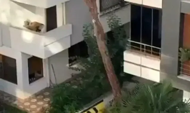 Maltepe'de vatandaşlar kadına şiddete kayıtsız kalmadı: Balkondaki adama taş yağdırdı
