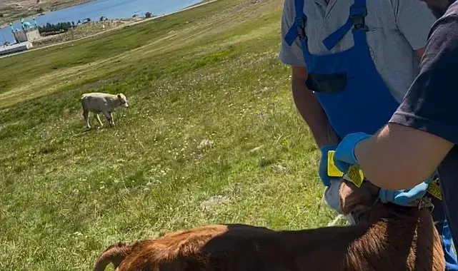 Aydıntepe Yaylası'nda buzağılar küpelenerek aşılandı