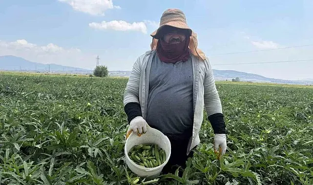 Bamyanın başkenti Osmaniye'de hasat başladı