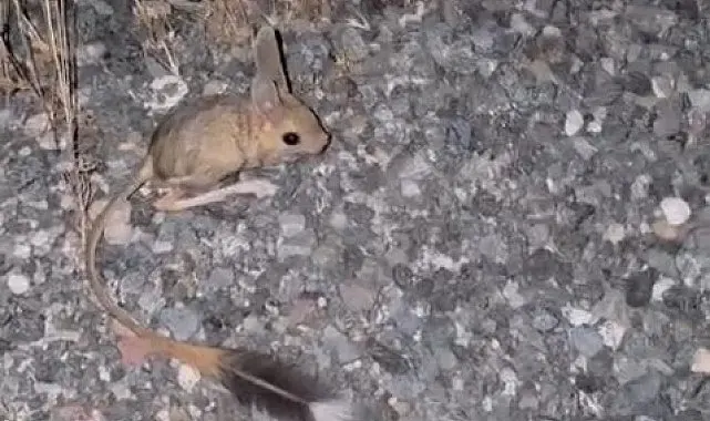Elazığ'da Arap Tavşanı görüldü