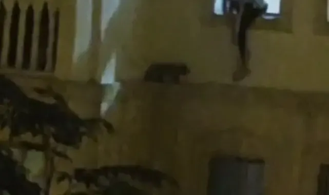 Mardin'de mahsur kalan kedi kurtarıldı