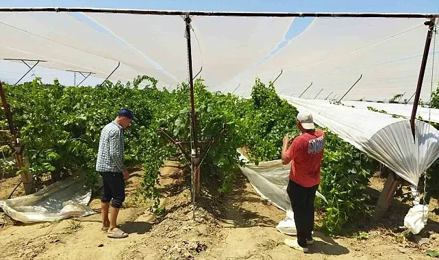 Alaşehir'de bağ örtme uygulaması yaygınlaşıyor