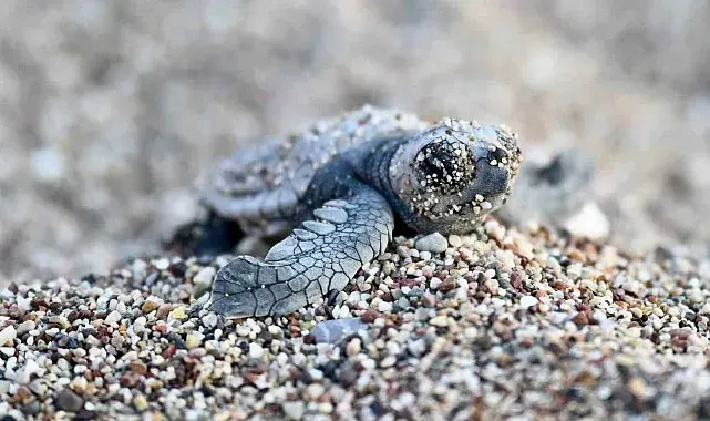 Antalya'da caretta caretta yavruları denizle buluştu