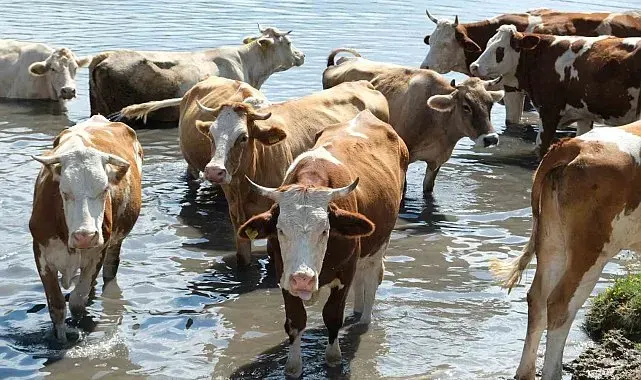 Sıcaktan bunalan inekler çareyi gölette buldu