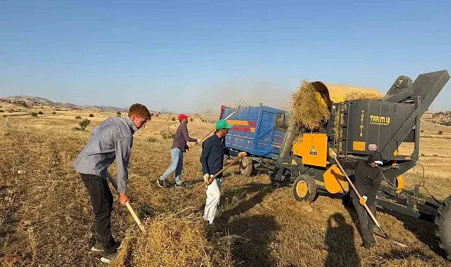 Diyarbakır'da mercimek hasadı