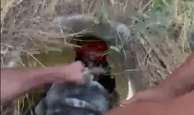 Rögara düşen keçiyi itfaiye kurtardı