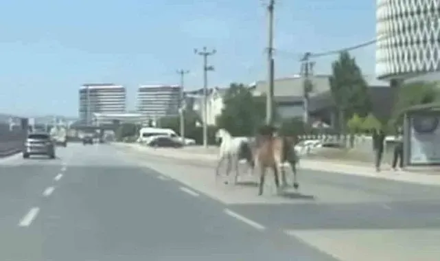 Bursa'da başıboş atlar trafiği tehlikeye attı