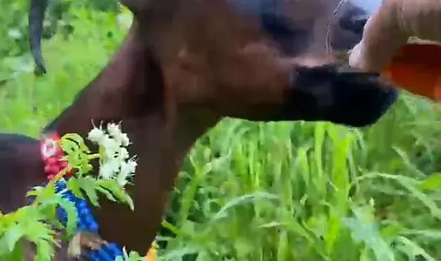 Keçinin bardaktan çay içtiği görüntüler herkesi tebessüm ettirdi