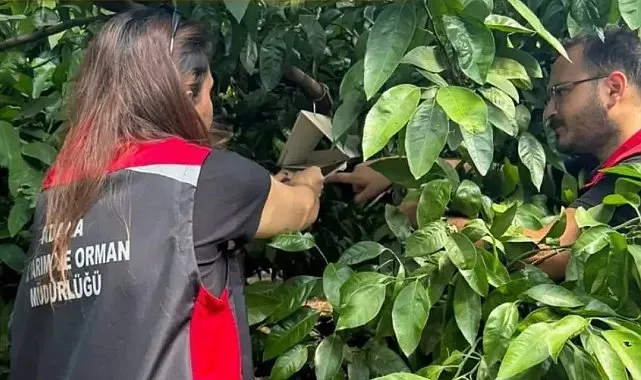 Adana'da Akdeniz meyve sineğiyle mücadele sürüyor