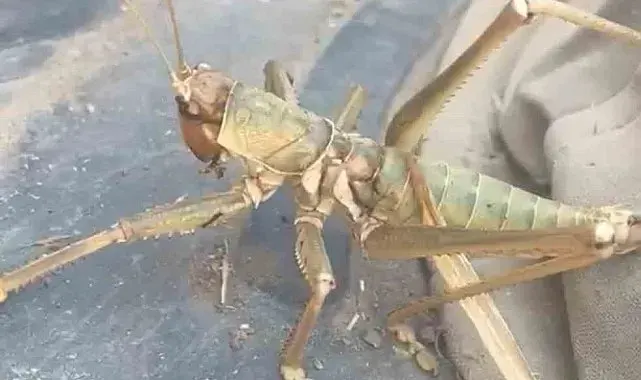 Siirt'te etçil çekirge görüldü