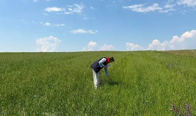 Kars'ta yem bitkileri tespit çalışmaları aralıksız sürüyor
