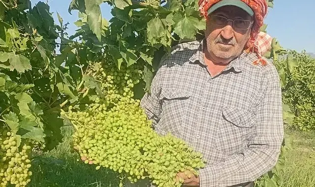 Sarıgöl'de dev salkımlar ihracat yolunda
