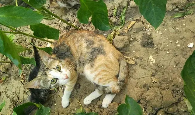 Burhaniye'de boruda sıkışan kedileri itfaiye kurtardı