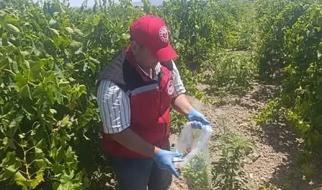 Salihli'de pestisit kalıntısına sıkı denetim