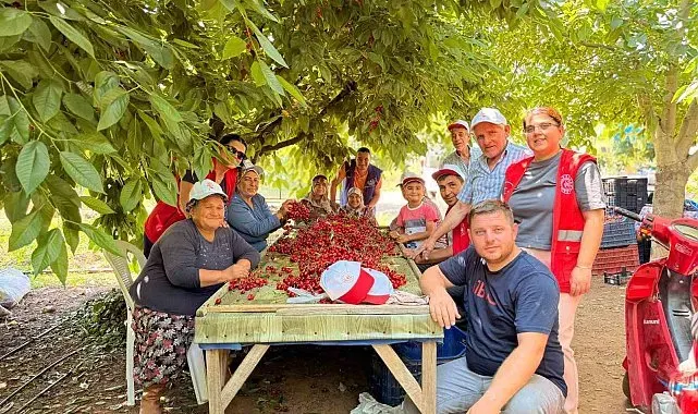 Bayındırlı gençler kiraz hasadına katıldı, üreticilere destek verdi