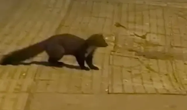 Yalova şehir merkezinde sansar görüntülendi