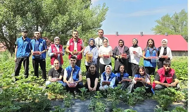 Ağrılı gönüllü gençlerden çilek hasadına destek