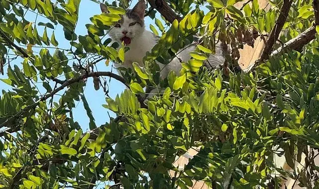 Antalya'da ağaçtan inemeyen kedi vinç yardımıyla kurtarıldı