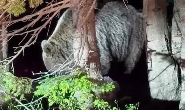 Uludağ'da görülen iri ayı hayrete düşürdü
