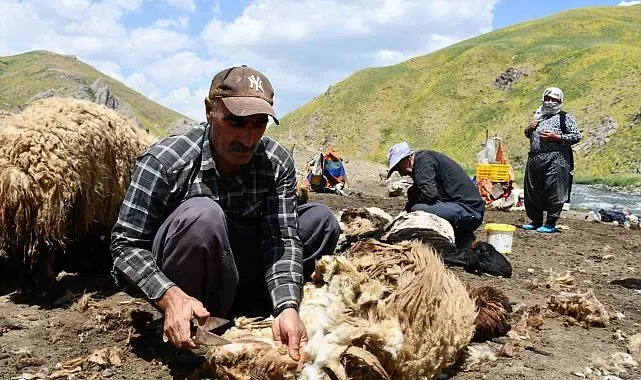 Şırnak'ta koyun kırkma mesaisi başladı