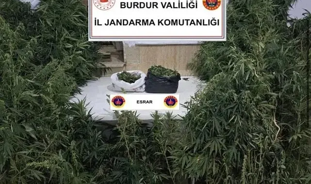 Kenevirleri sularken suçüstü yakalandı