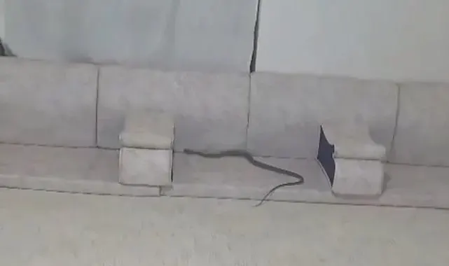 Derecik'te misafir bekleyen ailenin evine yılan girdi