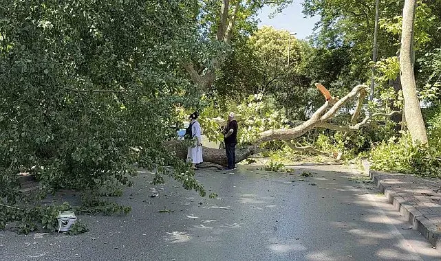 Florya'da asırlık çınar aracın üzerine devrildi, yol trafiğe kapandı