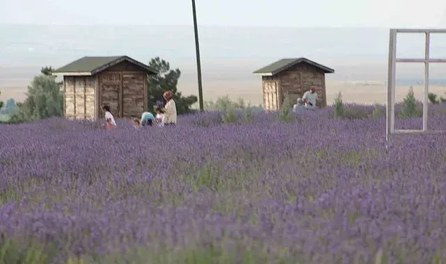 Karapınar'ın lavanta bahçesi doğa severlerin uğrak noktası oldu