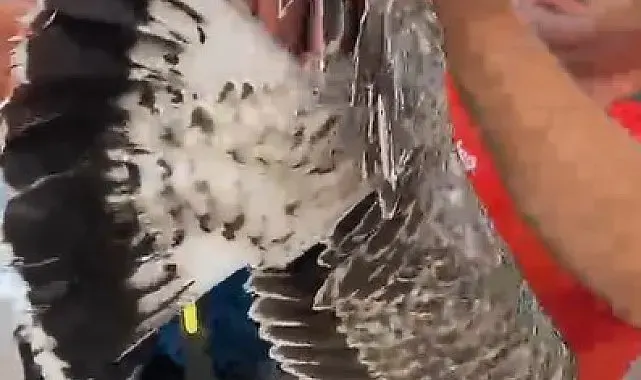 Alanya'da ayaklarına misina dolanan martıyı amatör balıkçılar kurtardı