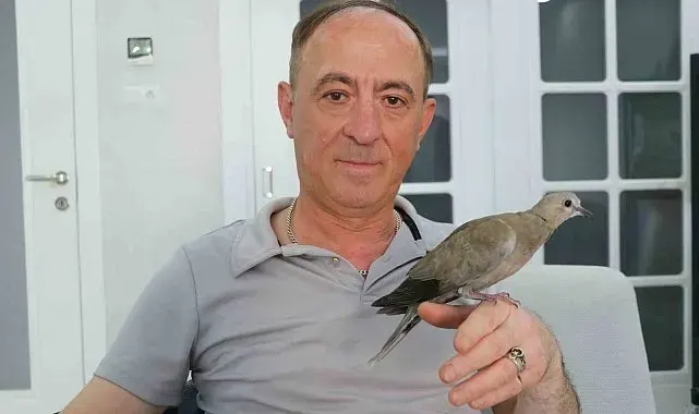Şırıngayla beslediği yaralı kumru en yakın dostu oldu