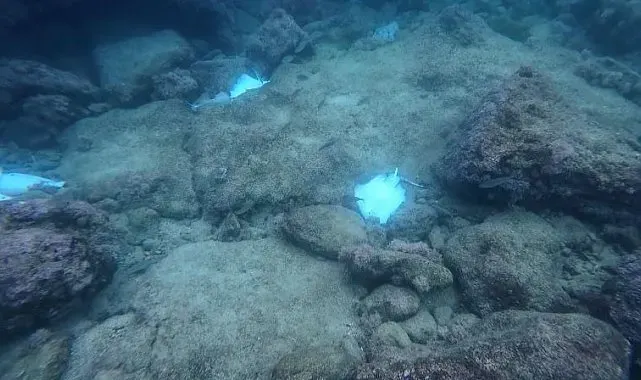 Antalya'da deniz dibinde çok sayıda ölü vatoz görüntülendi