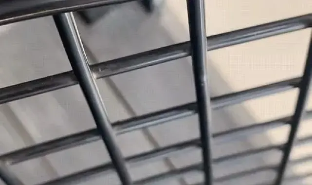Dantel böceği İnegöl'de görüntülendi