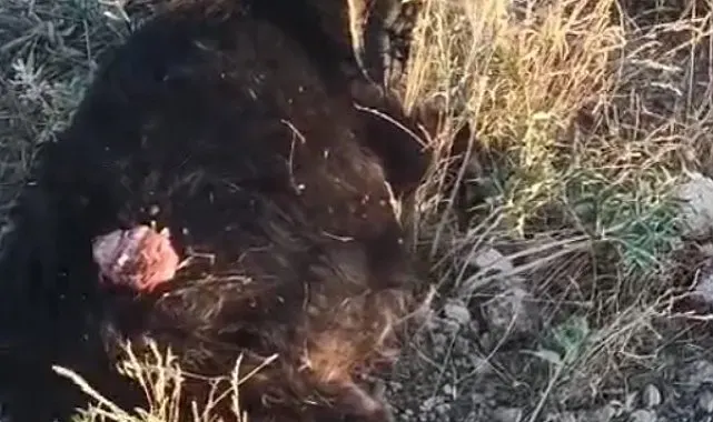 Sokak köpekleri sürüden ayrılan keçiye saldırdı