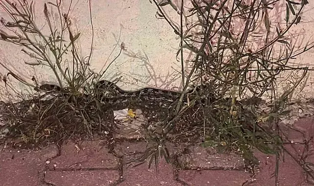 Burdur'da caminin yanında yakalanan yılan, doğal yaşam alanına salındı
