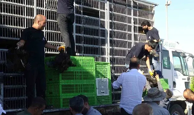 Gercüş'te 107 üreticiye yüzde 75 hibeli tavuk ve yem dağıtıldı