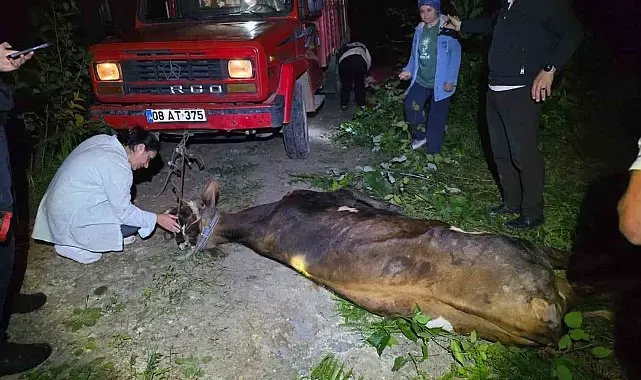Artvin'de uçuruma yuvarlanan inek ekiplerin çabasıyla kurtarıldı