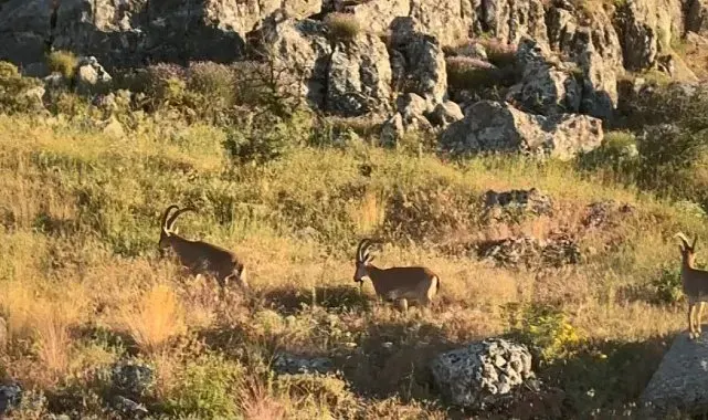Tarihi Harput'ta dağ keçileri görüldü