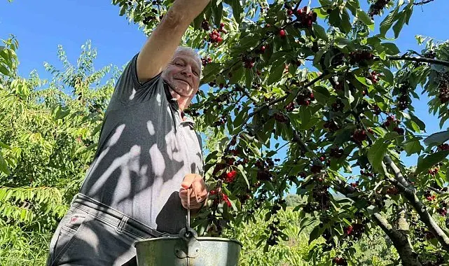 Yalova Dereköy'de 'Kırmızı Altın' hesadı başladı