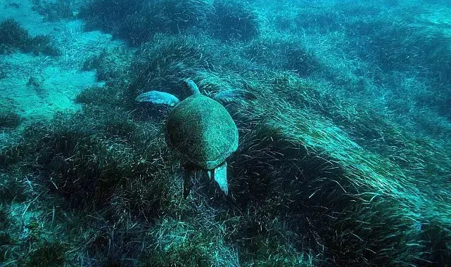 Bodrum'un su altı ekosistemini haritalama çalışmaları sürüyor
