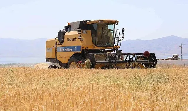Yağışlar arpayı etkiledi: Rekoltede düşüş bekleniyor