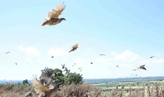Çanakkale'de 1000 kınalı keklik doğaya salındı