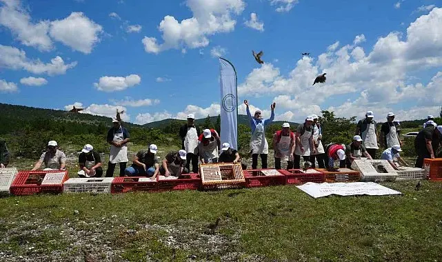 Kastamonu'da doğaya bin 200 kınalı keklik salındı