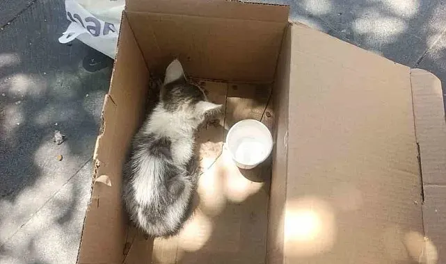 Siirt'te reklam panosuna sıkışan yavru kedi AFAD ekiplerince kurtarıldı